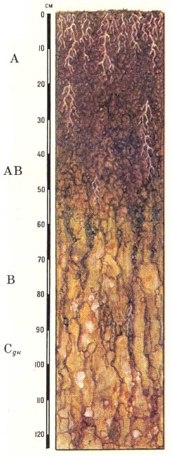 Морфологическое строение профиля лугово-черноземных почв