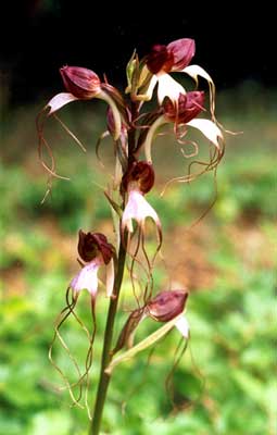 Комперия Компера - очень редкая орхидея