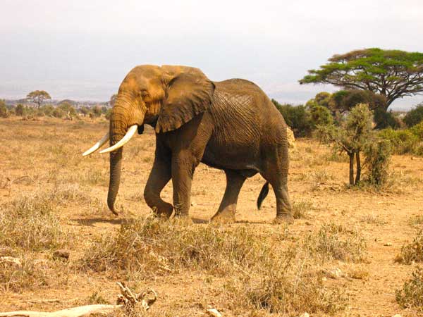 Африканский слон в парке Амбосели