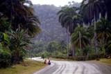Пальмовый лес на Кубе