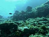 Коралловый риф архипелага Пхи Пхи