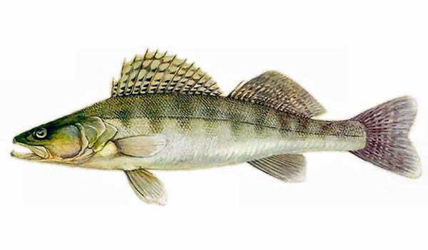 Рыбы Воронежской области