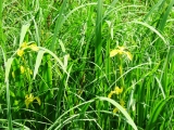 Ирис болотный или Ирис водяной (лат. Iris pseudacorus)