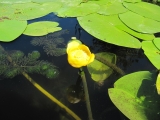 Кубышка жёлтая (лат. Nuphar lutea)
