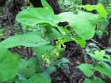 Кирказон - обычное растение в травостое дубравы