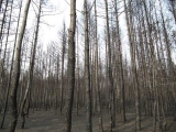Сосновый лес после пожаров 2010 года
