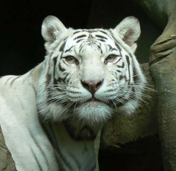 Белый тигр в Московском зоопарке