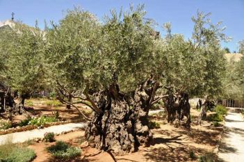 древние оливы в Гефсиманском саду
