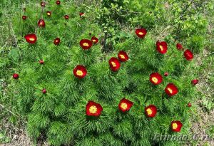 Пион тонколистный (Paeonia tenuifolia L.)